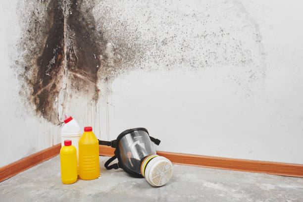 Best Mold Testing  in Stanley, VA