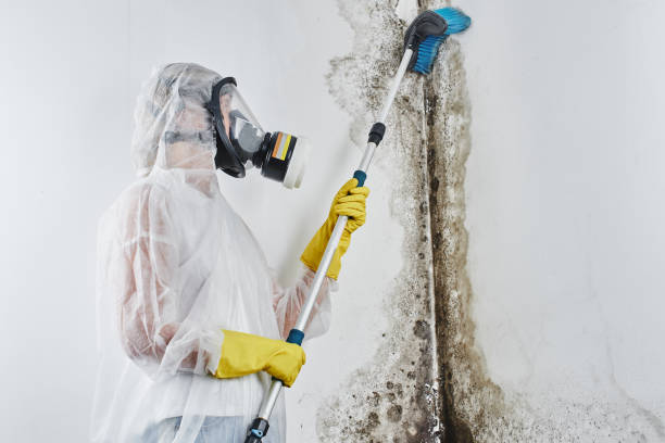 Best Mold Damage Repair  in Stanley, VA