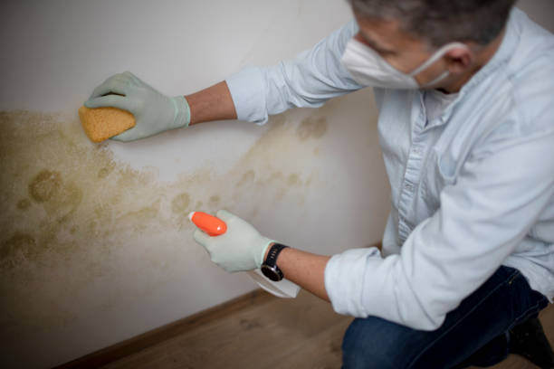 Best Mold Removal Company Near Me  in Stanley, VA
