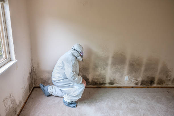 Best Professional Mold Removal  in Stanley, VA